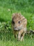  Wild Boar ( Sus scrofa)