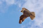 Saker Falcon (Falco cherrug)