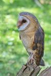 Barn Owl (Tyto alba)