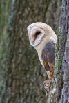 Barn Owl (Tyto alba)