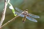 Flat dragonfly (Libellula depressa)