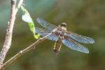 Vážka ploská (Libellula depressa)