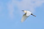 Great Egret (Egretta alba)