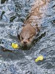 Otter (Lutra lutra)