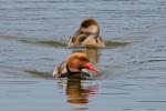 Red-crested Pochard (Netta rufina)