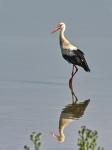 White Stork (Ciconia ciconia)