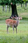 Sika deer (Cervus nippon nippon)