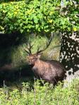 Sika deer (Cervus nippon nippon)