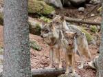 Grey wolf  (Canis lupus)