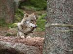 Grey wolf  (Canis lupus)