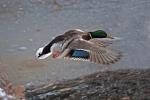  Common Moorhen ( Mallard)