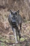  roe Deer ( Capreolus capreolus )