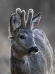  roe Deer ( Capreolus capreolus )