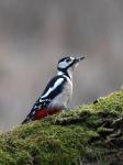 Great Spotted Woodpecker (Dendrocopos major)