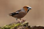 Hawfinch (Coccothraustes coccothraustes)