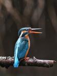 Kingfisher (Alcedo atthis)