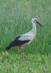 Čáp bílý (Ciconia ciconia)