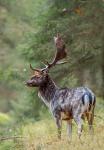 Fallow Deer (Dama dama)