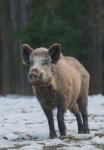  Wild Boar ( Sus scrofa)