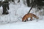  Liška obecná ( Vulpes Vulpes)