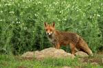  fox  ( Vulpes Vulpes)