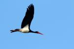 Black Storch (Ciconia nigra)