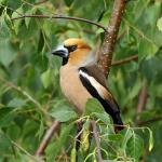 Hawfinch (Coccothraustes coccothraustes)