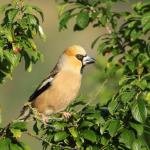 Dlask tlustozobý (Coccothraustes coccothraustes)