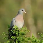 Holub doupňák (Columba oenas)