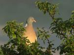 Holub hřivnáč (Columba palumbus)