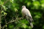 Colared Dove (Streptopelia decaocto)