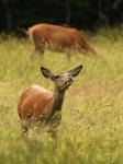 Jelen lesní (Cervus elaphus)