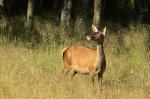 Red Deer (Cervus elaphus)