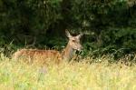 Jelen lesní (Cervus elaphus)