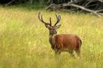 Red Deer (Cervus elaphus)