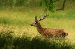 Jelen lesní (Cervus elaphus)