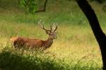 Jelen lesní (Cervus elaphus)