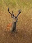 Jelen sika japonský (Cervus nippon nippon)