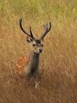 Sika deer (Cervus nippon nippon)