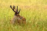 Sika deer (Cervus nippon nippon)