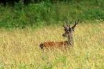 Sika deer (Cervus nippon nippon)