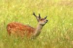 Sika deer (Cervus nippon nippon)