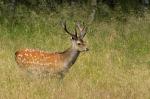 Sika deer (Cervus nippon nippon)