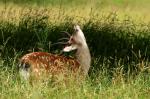 Sika deer (Cervus nippon nippon)