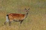 Sika deer (Cervus nippon nippon)