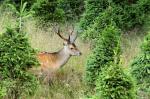 Jelen sika japonský (Cervus nippon nippon)