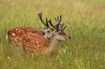 Sika deer (Cervus nippon nippon)