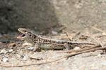 Common lizard (Lacerta communis)