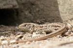 Common lizard (Lacerta communis)