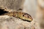 Common lizard (Lacerta communis)